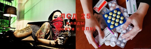 шишки Тында