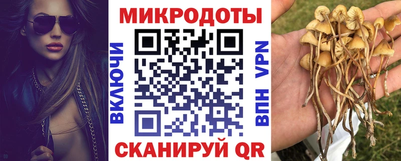 магазин продажи   Новосибирск  Псилоцибиновые грибы GOLDEN TEACHER 